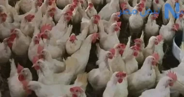 سعر الفراخ البيضاء والساسو والبيض اليوم الجمعة 22 مايو 2026.. تراجع جديد في الأسواق