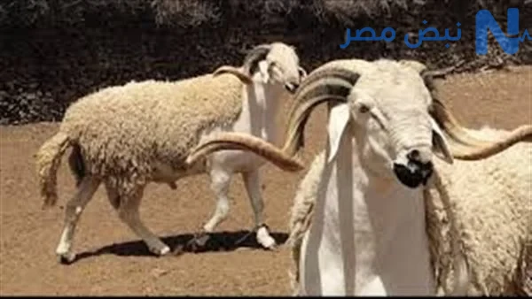 ارتفاع أسعار الأضاحي قبل العيد.. سعر الخروف اليوم في مصر 2026 يصل إلى 20 ألف جنيه