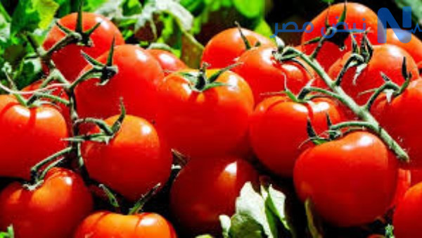 سعر الطماطم اليوم قبل العيد بساعات.. تراجع مفاجئ في الأسعار داخل الأسواق الثلاثاء 26 مايو 2026