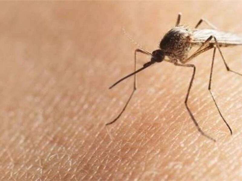 محدش هيقولك عليها تاني… طرق التخلص من الناموس في الصيف بطرق فعالة وآمنة داخل المنزل