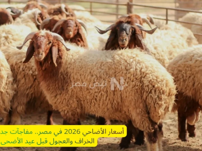 أسعار الأضاحي 2026 في مصر.. مفاجآت جديدة بأسعار الخراف والعجول قبل عيد الأضحى