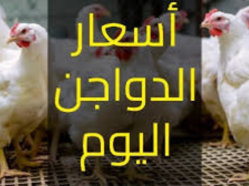 ارتفاع أسعار الفراخ البيضاء اليوم الثلاثاء 26 مايو 2026.. سعر الدواجن بالمزرعة يصل إلى 68 جنيهًا