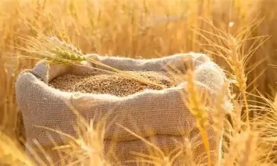الجزائر تتجه إلى الأسواق العالمية عبر مناقصة جديدة لاستيراد القمح