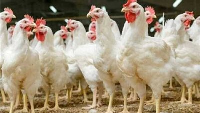 بورصة الدواجن اليوم.. أسعار الفراخ البيضاء الثلاثاء 12 مايو 2026- نبض مصر