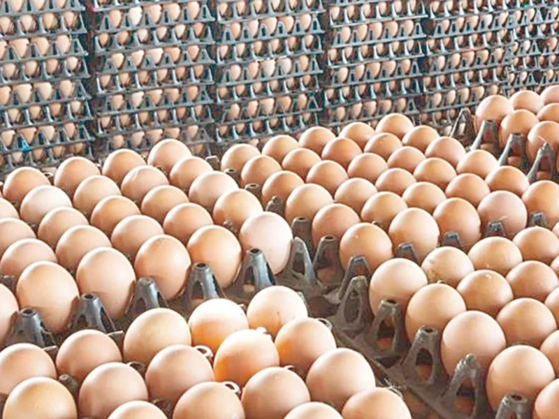 سعر كرتونة البيض اليوم للمستهلك الثلاثاء 19 مايو 2026.. استقرار الأبيض وارتفاع البلدي