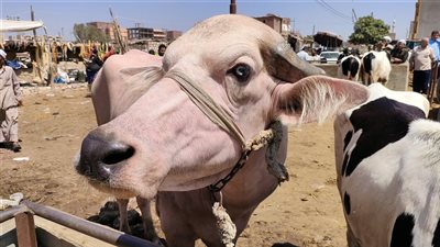 كيف تختار أضحية العيد بالطريقة السليمة؟ .. فيديو- نبض مصر