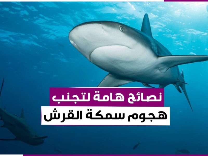 نصائح مهمة لتجنب هجمات أسماك القرش بعد واقعة القصير الأخيرة