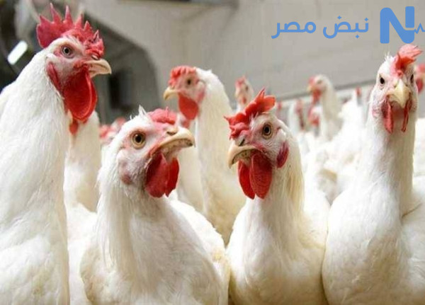 سعر الفراخ والبيض اليوم الإثنين 1 يونيو 2026.. استقرار الدواجن البيضاء بعد الزيادة الأخيرة